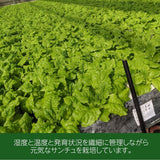 サンチュ 【ふるや農園】 300枚 業務用 福島県 当日収穫 新鮮