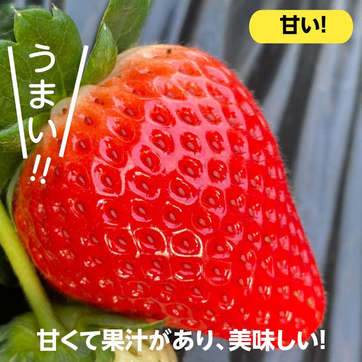 いちご 【小野崎農園】ミルキーベリー とちあいか やよいひめ