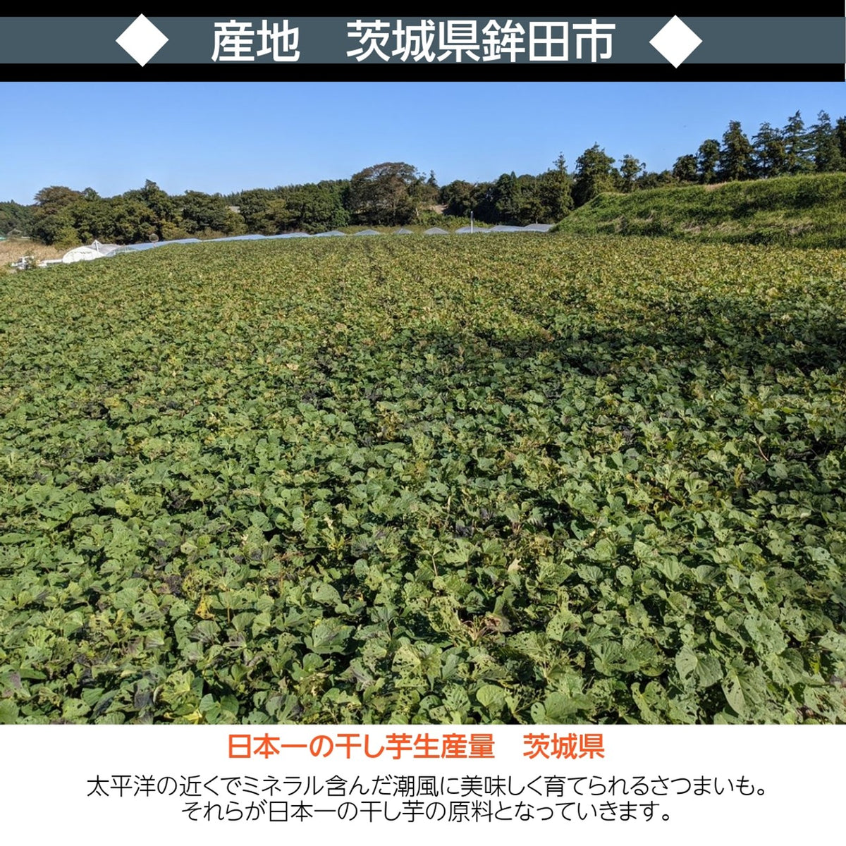 村田農園】干し芋 丸干し 1kg(500g×2袋) 贈答用 茨城県 – にこやか産直アーケード