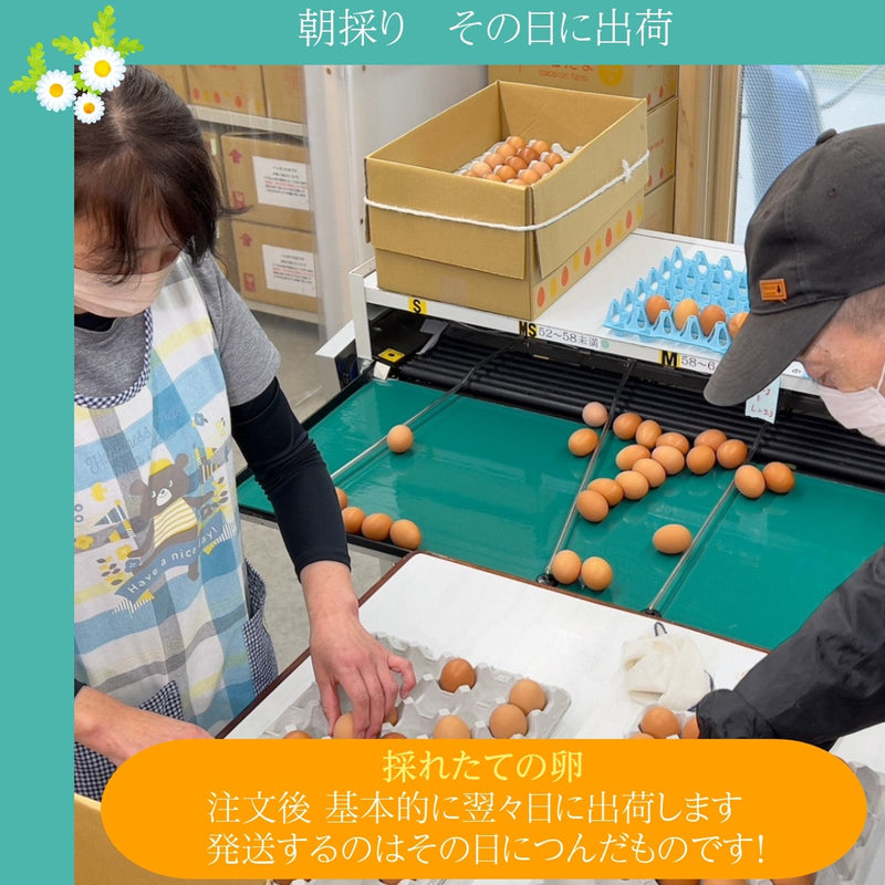 【こころんファーム養鶏場】 卵 平飼い卵 ここたま 40個 朝取 M L LL サイズ混合 JGAP 自家配合飼料 地下水 福島県