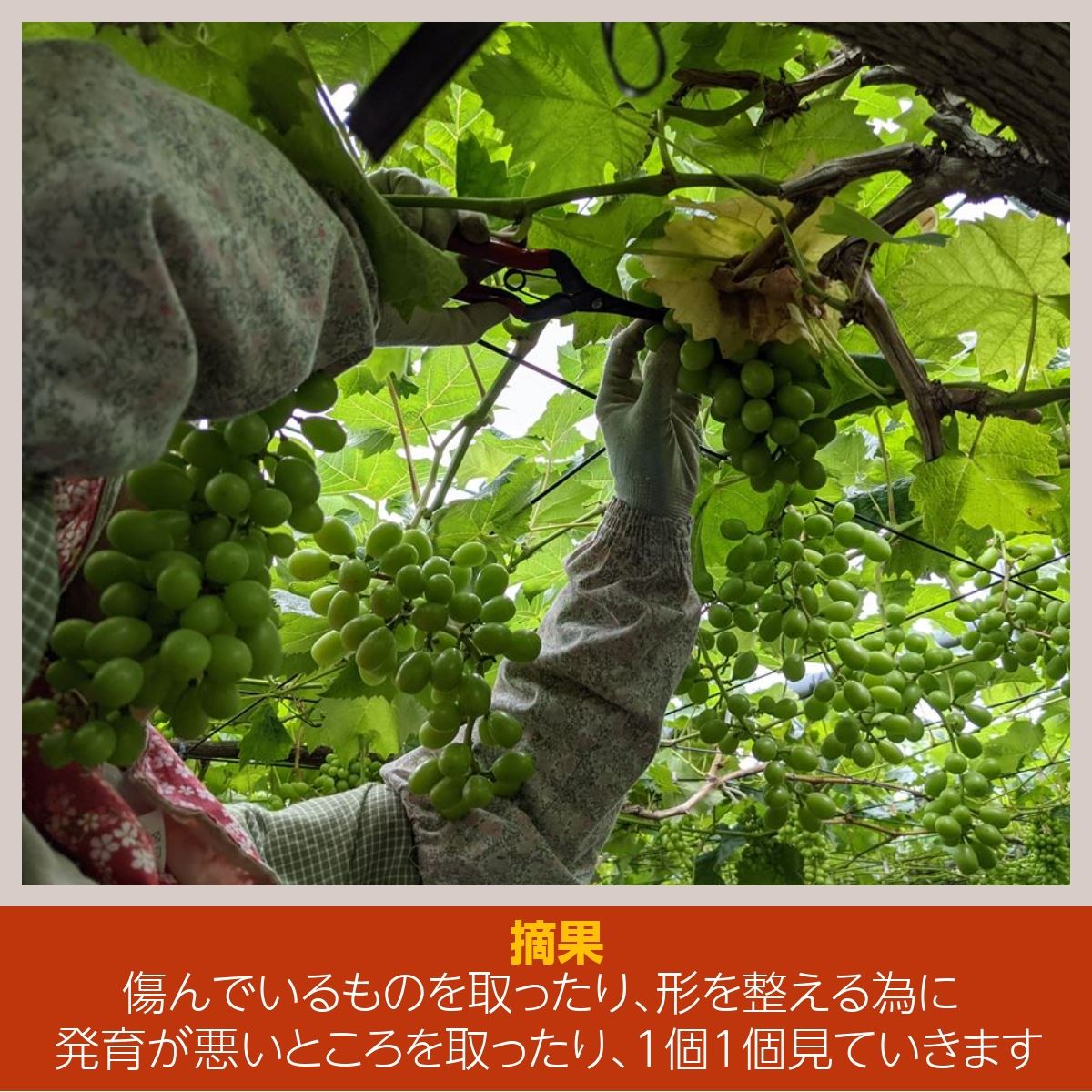 s_52781b68-3689-4ef7-82ae-