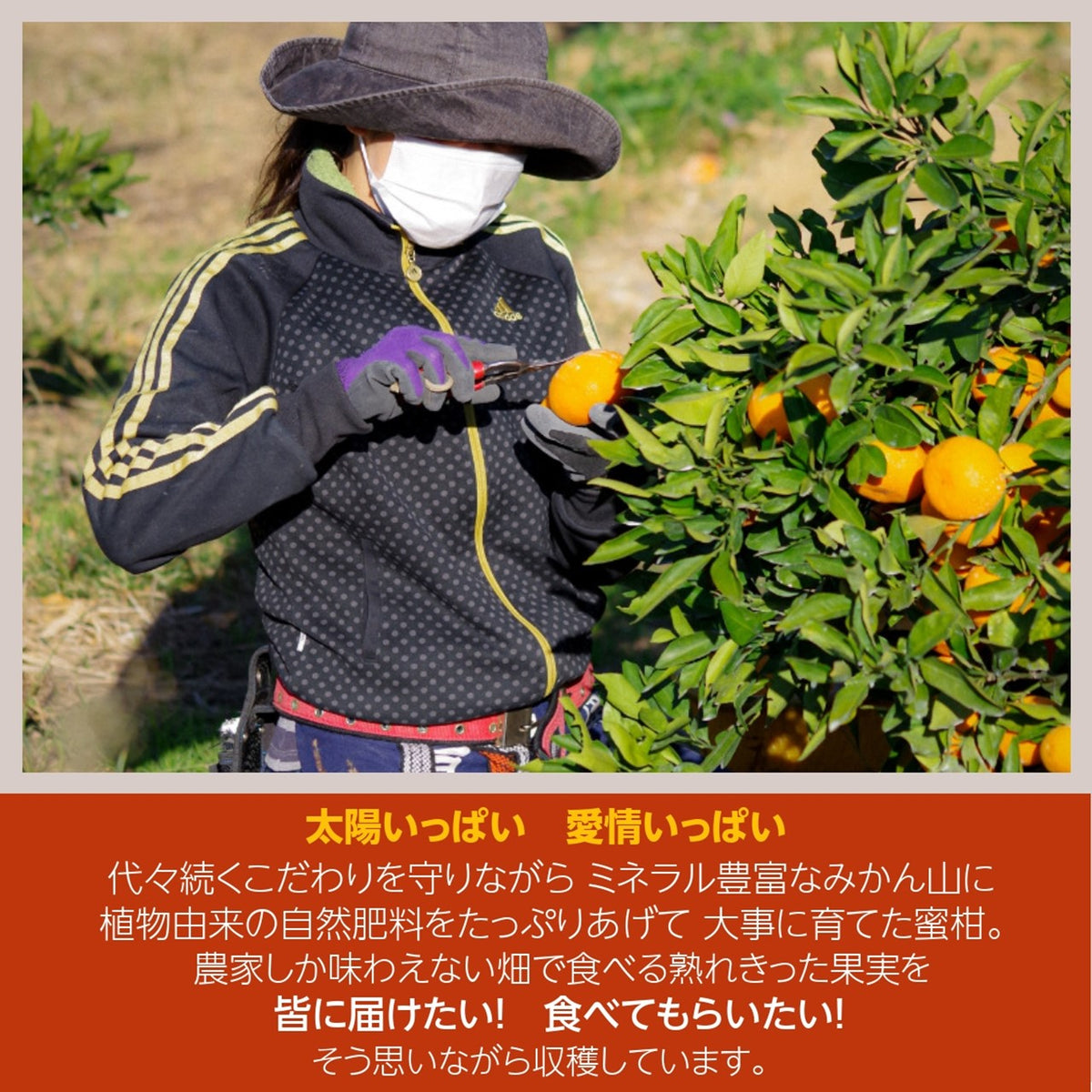 みかん 【みかん屋かみん】10kg サイズ不揃い 家庭用 静岡県浜松市