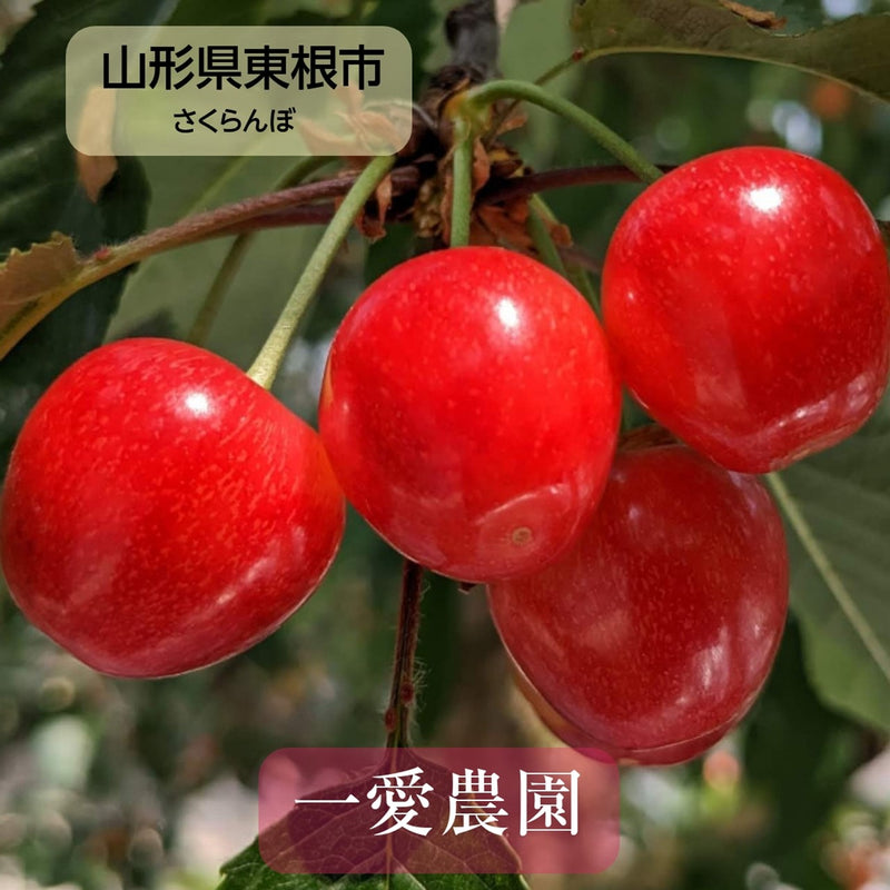 《4月中旬より出荷》【一愛農園】さくらんぼ 佐藤錦 150g チョコ箱 特秀 Lサイズ 贈答 母の日 山形県東根市