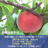 桃 【蓬田】 献上桃の郷 もも 3kg 10～12玉 贈答用 福島県桑折町 《7月下旬～8月上旬から出荷》