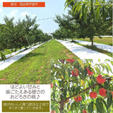 【種まきうさぎ】硬い 桃 おどろき 2kg（6～7個） 福島県伊達市 《2023年7月下旬～8上旬出荷》