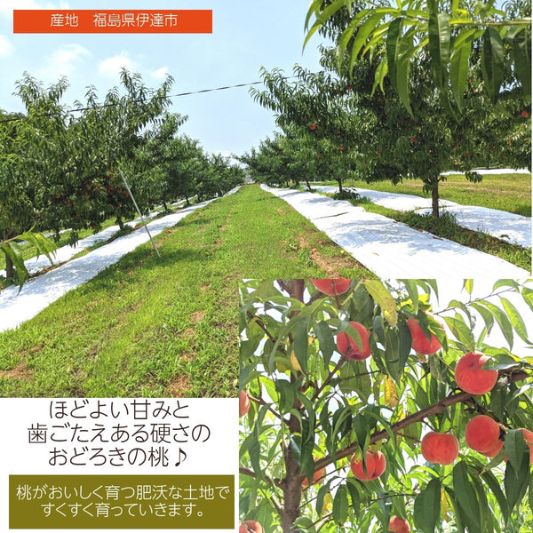 【種まきうさぎ】硬い 桃 おどろき 2kg（5～6個） 福島県伊達市 《2023年7月下旬～8上旬出荷》