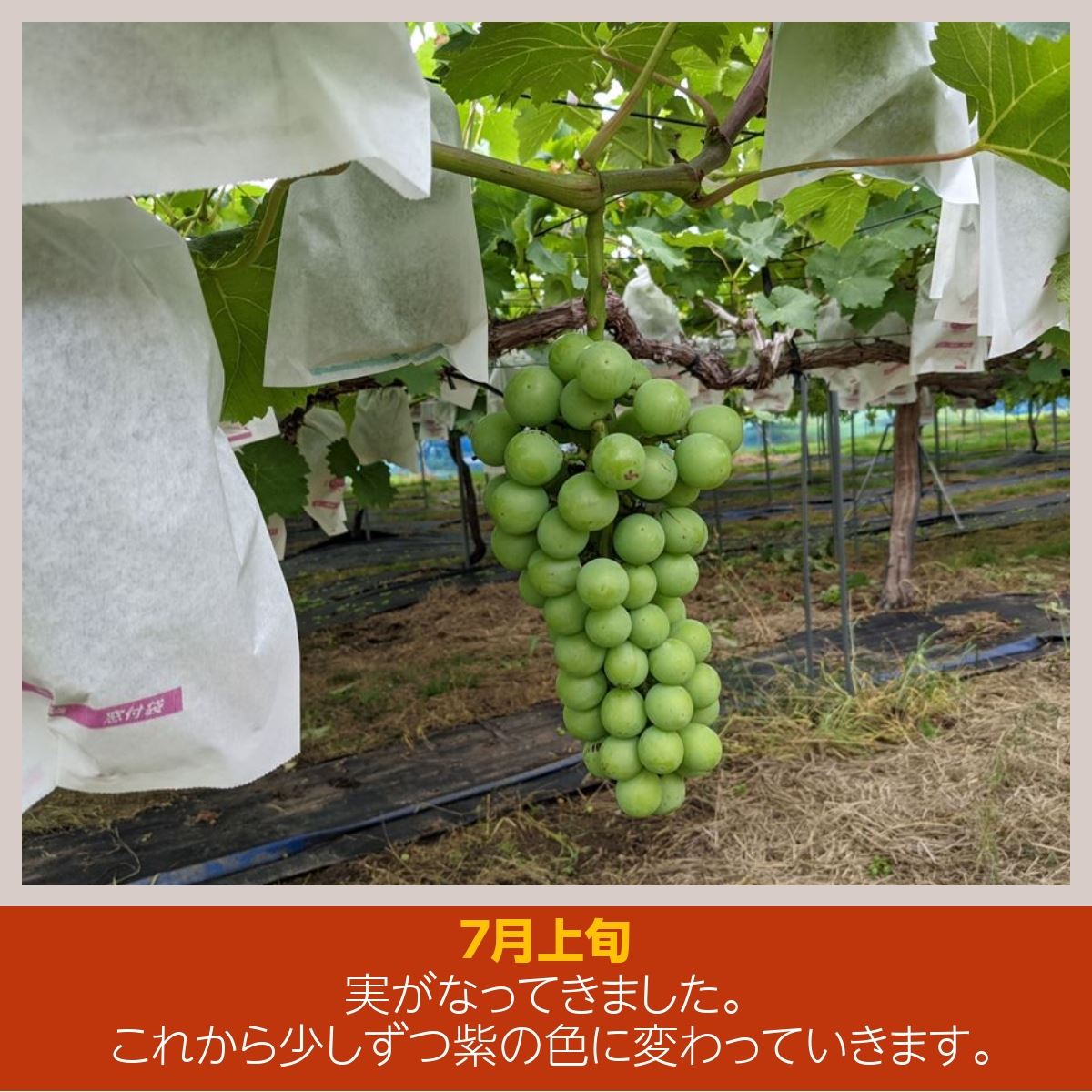 ぶどう 【佐藤果樹園】 あづましずく 1.5kg 2〜4房 贈答用 福島県