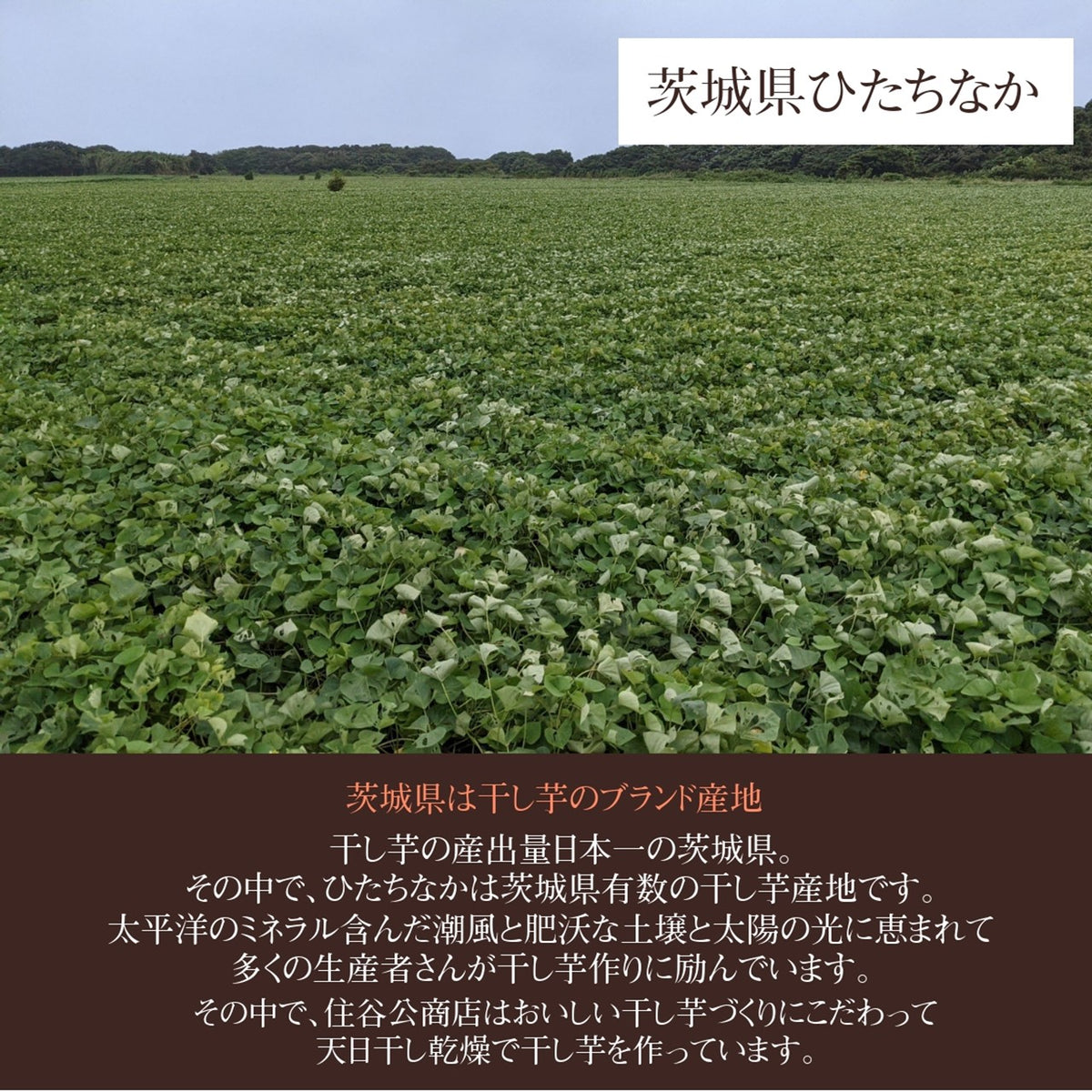 サンキューマルシェ】 干し芋 ご家庭用 訳あり品 シロタ 2kg