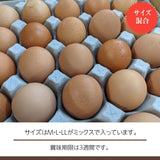 【こころんファーム養鶏場】 卵 平飼い卵 ここたま 30個 朝取 M L LL サイズ混合 JGAP 自家配合飼料 地下水 福島県
