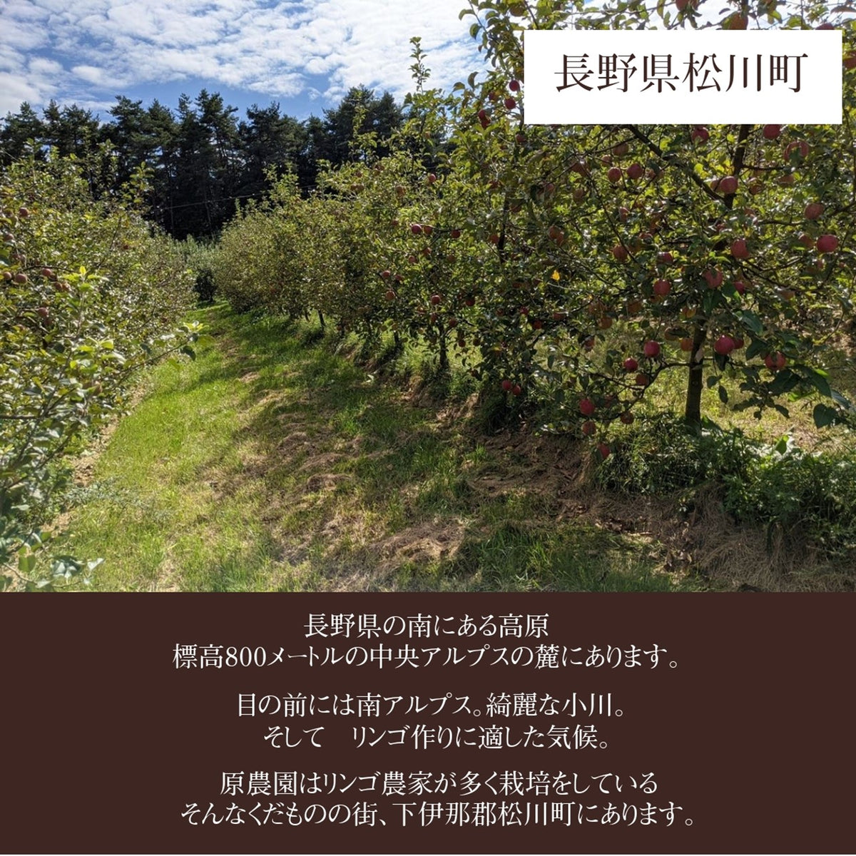 りんご 【原農園】 リンゴ サンふじ 訳あり 家庭用 10kg 長野県 りんご 【原農園】 リンゴ サンふじ 訳あり 家庭用 10kg 長野県