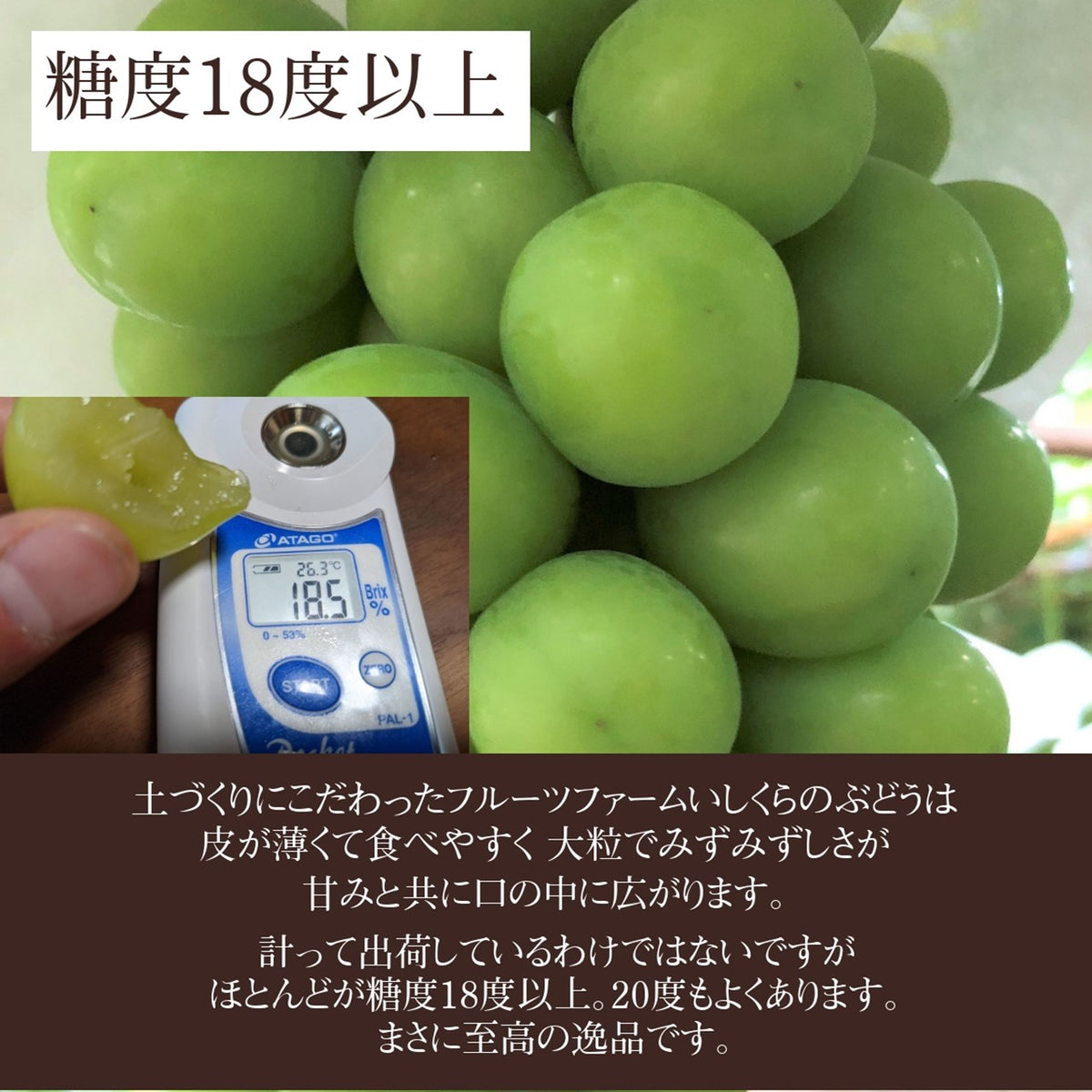 【鳥取県産】クインニーナ　糖度20度程度　2kg　ぶどう　葡萄　ブドウ　クール便 ぶどう 【ﾌﾙｰﾂﾌｧｰﾑいしくら】 葡萄 シャインマスカット 2房