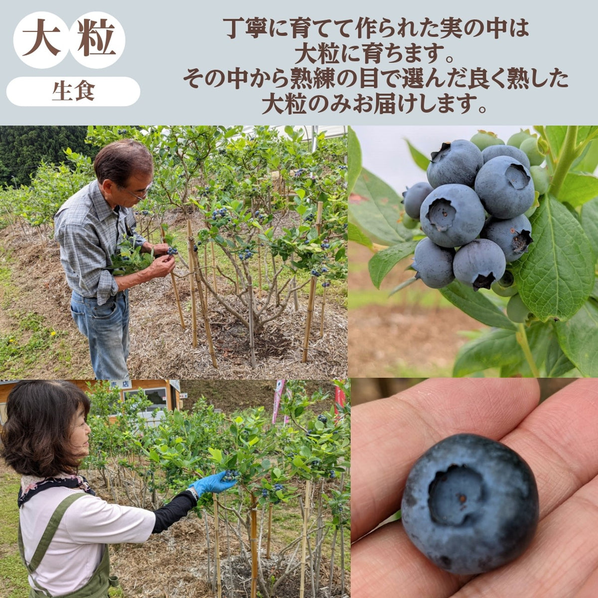 ブルーベリー 【三春インターブルーベリー園】 生ブルーベリー 800g