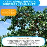 桃 【松浦農園】 もも 3kg 11～15個 福島県 国見町 福島の桃 《7/下旬～8/上旬から出荷》