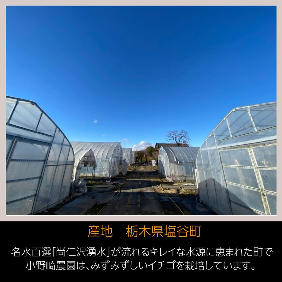 週末特価！とちあいか20パック いちご 【小野崎農園】 とちあいか 平パック14～20粒（大玉7～10