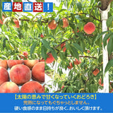 【種まきうさぎ】硬い 桃 おどろき 訳あり品 家庭用 3kg 福島県《2023年7月下旬～8上旬出荷 指定日不可》