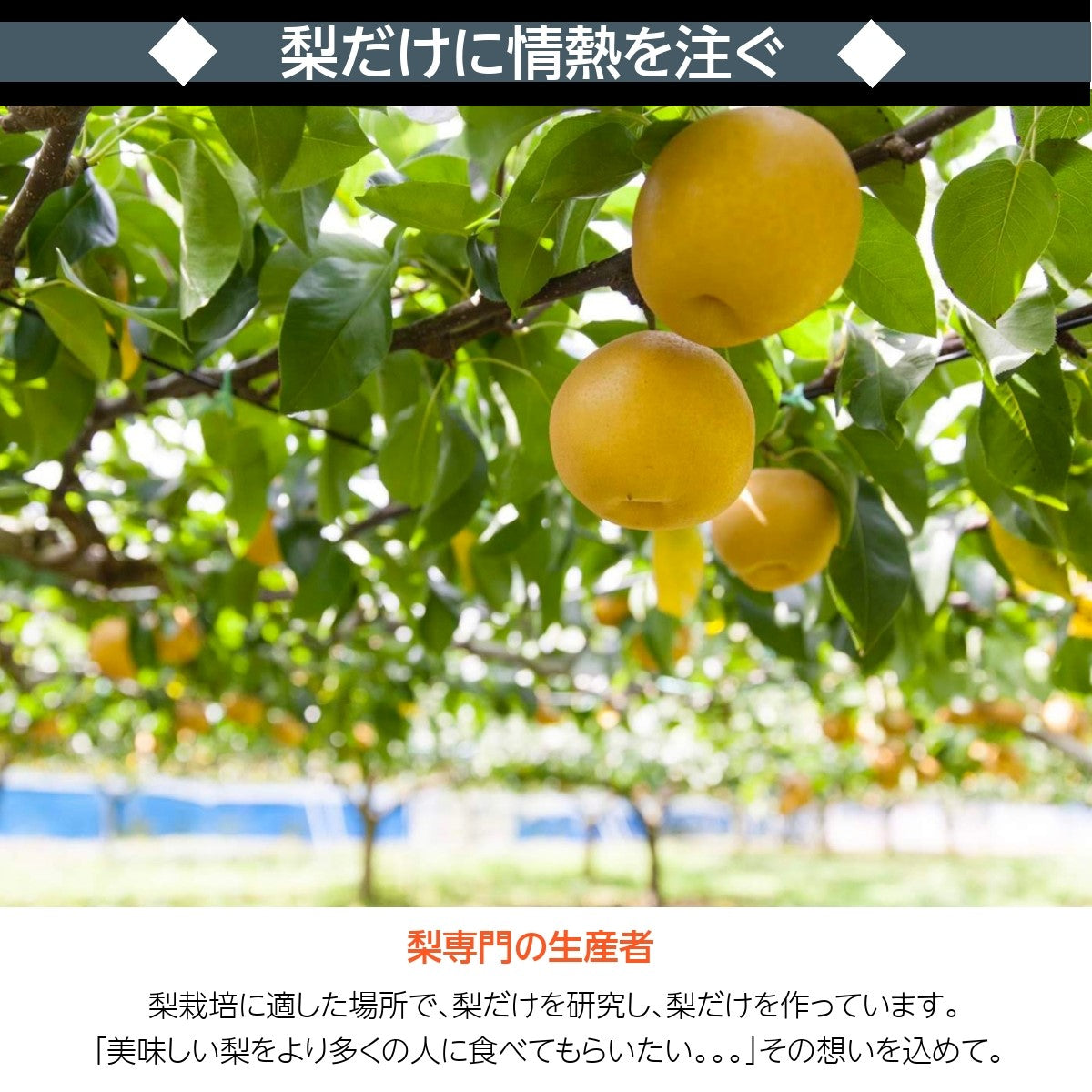 梨 【 乙連沢梨園 】 5kg 10～14個 贈答用 プレゼント 栃木県 《9/上旬