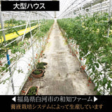 中玉トマト　約1.8ｋｇ(450ｇ×４袋）　福島県白河市