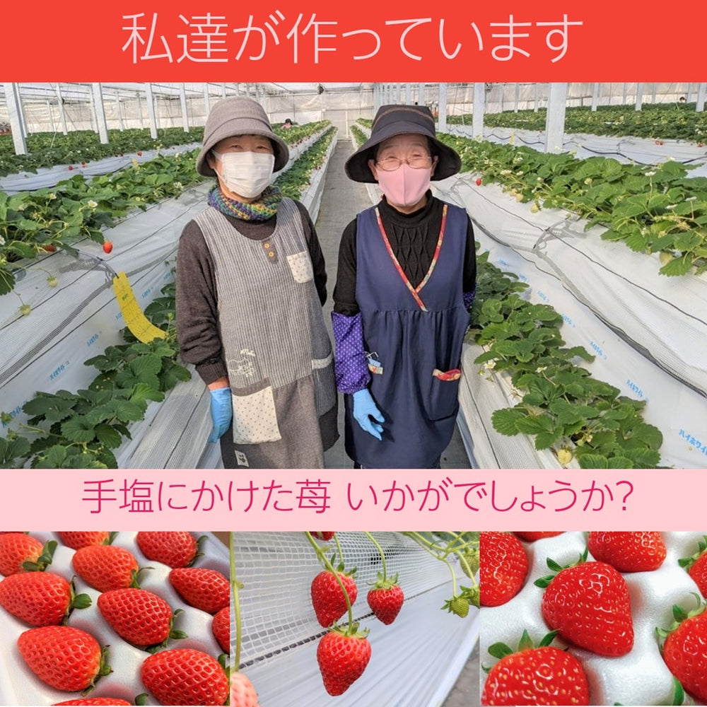 ふるや農園】苺 とちおとめ 中玉40粒(20粒×2パック) 翌日配送エリア