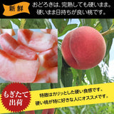 【種まきうさぎ】硬い 桃 おどろき 訳あり品 5kg 福島県《2023年7月下旬～8上旬出荷 指定日不可》