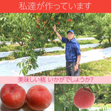 早期予約割引き/【種まきうさぎ】硬い 桃 おどろき 3kg（7～11個） 福島県伊達市 《8/12～8/中旬出荷》