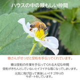 【小野崎農園】やよいひめ/とちあいか　2種食べ比べセット（280g×4パック)  栃木県