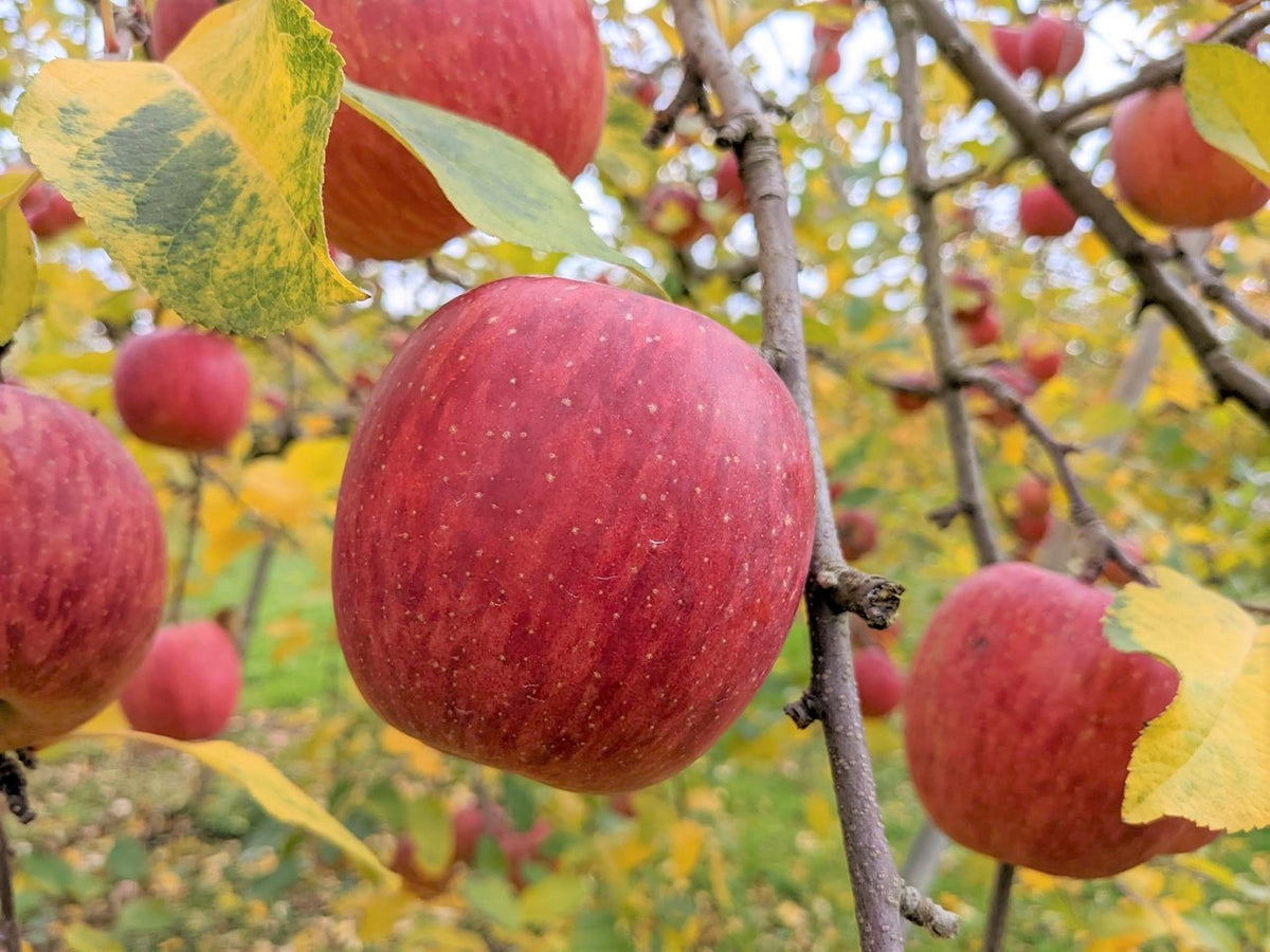 くまりんごさま　Magazine 　写真集　トレカ23枚 楽天市場】くまさんのりんごの通販