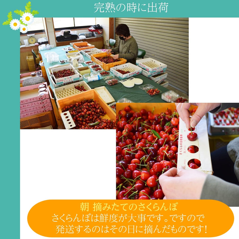 《5月中旬から出荷》【一愛農園】さくらんぼ 佐藤錦 透明化粧箱 500g 特秀L  贈答 父の日 誕生日等