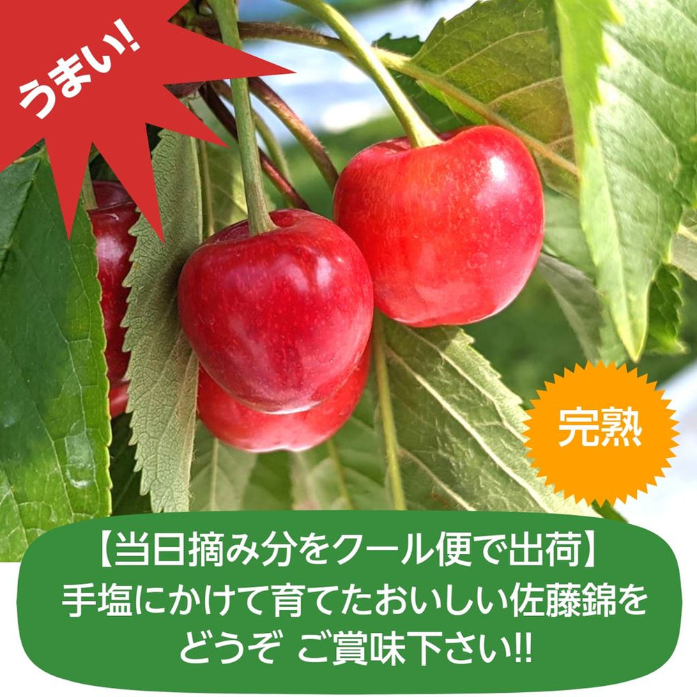 さくらんぼ 【鈴木農園】 佐藤錦 1kg L～2L 贈答 山形県東根市 《6