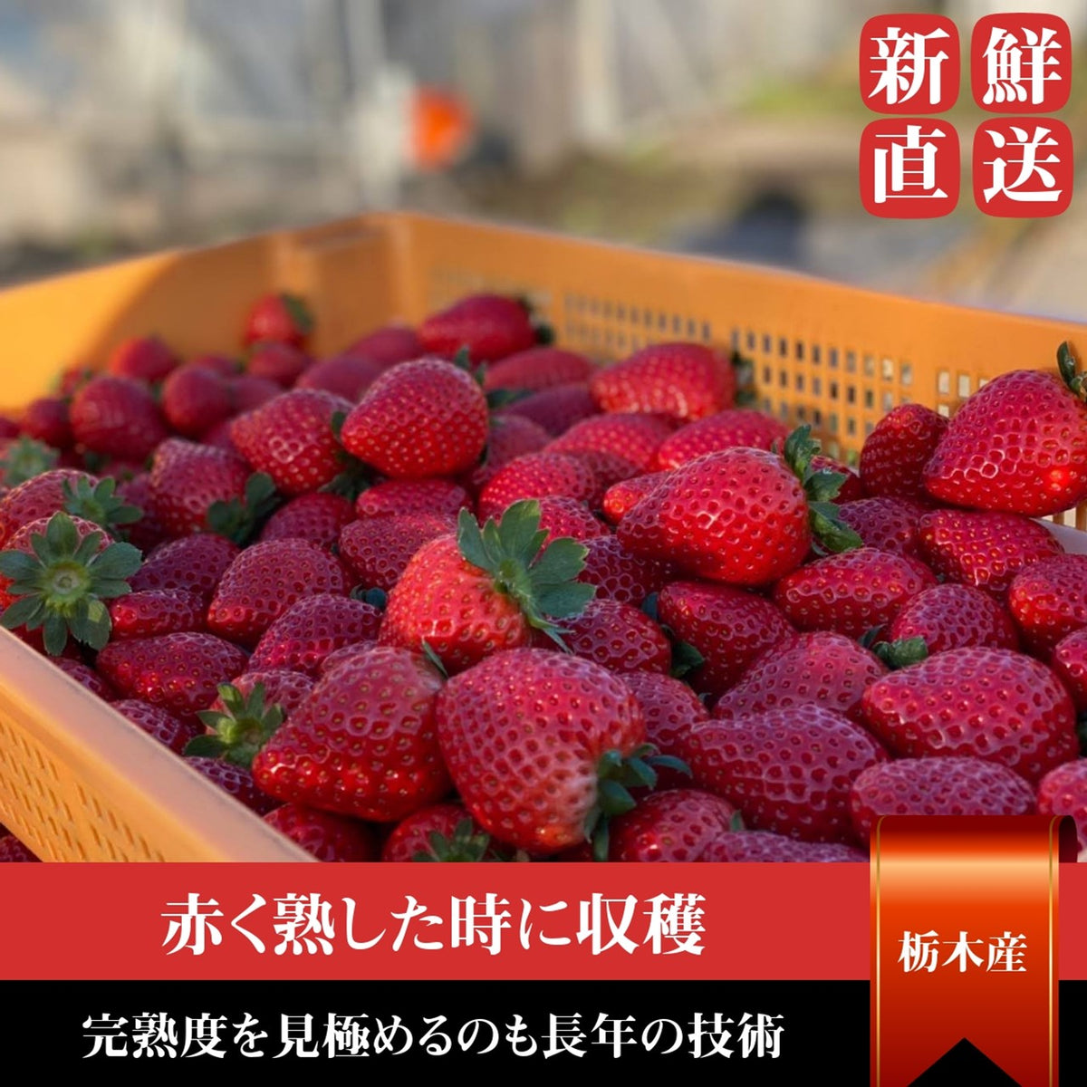 いちご 【小野崎農園】ミルキーベリー/とちあいか 食べ比べ紅白