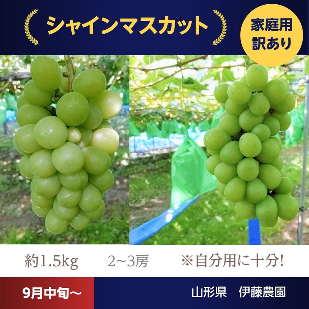 山梨県産　長野県産　山形県産シャインマスカット　葡萄　ぶどう　ブドウ箱込み5kg 長野県中野市産ぶどう・シャインマスカット秀品 5kg箱 7～11房