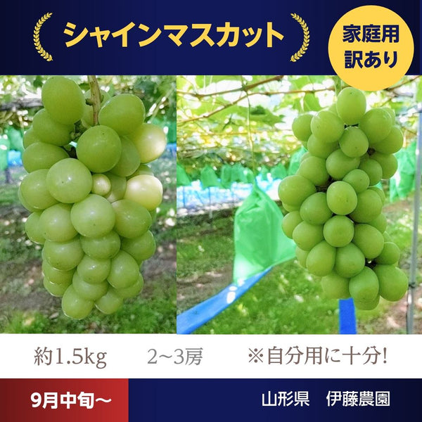 ぶどう　シャインマスカット　ブドウ 2025年発送】 ぶどう 山梨県産 シャインマスカット 約1.8kg