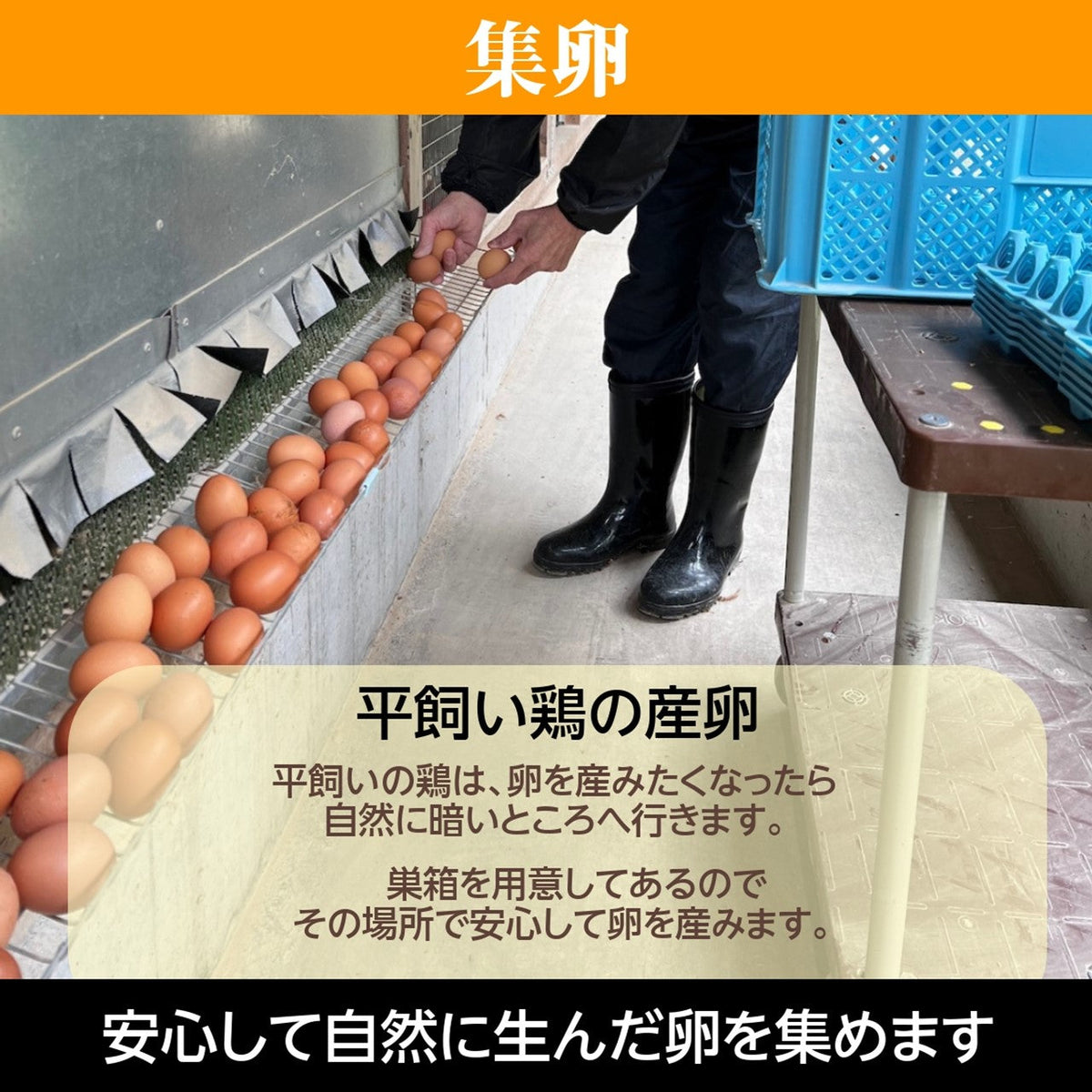 平飼い卵 【こころんファーム養鶏場】 卵 たまご ここたま 40個