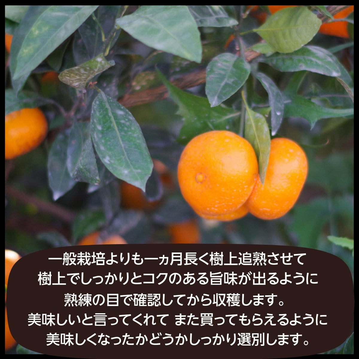 みかん様確認用 みかん様 確認用 ̣̩⋆̩*̣̩⋆̩みかん