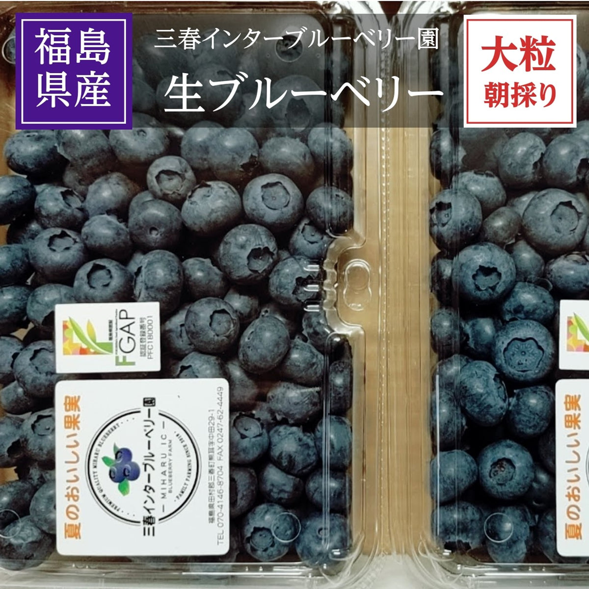 ブルーベリー 【三春インターブルーベリー園】 生ブルーベリー 800g