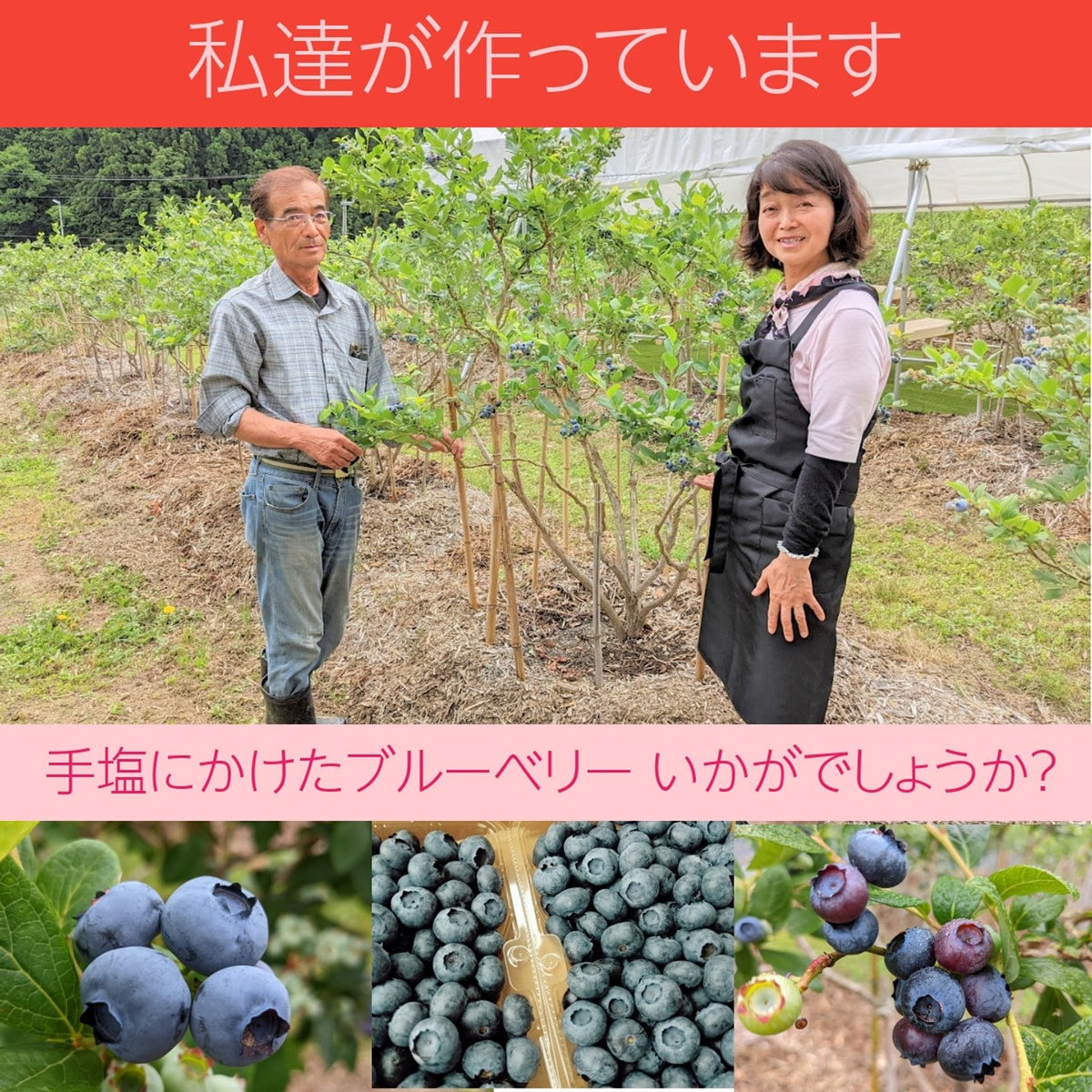 よりごん@プロフィール必読　長野県産ブルーベリー 2kg 大粒多め ベリー類 - Amazon.co.jp