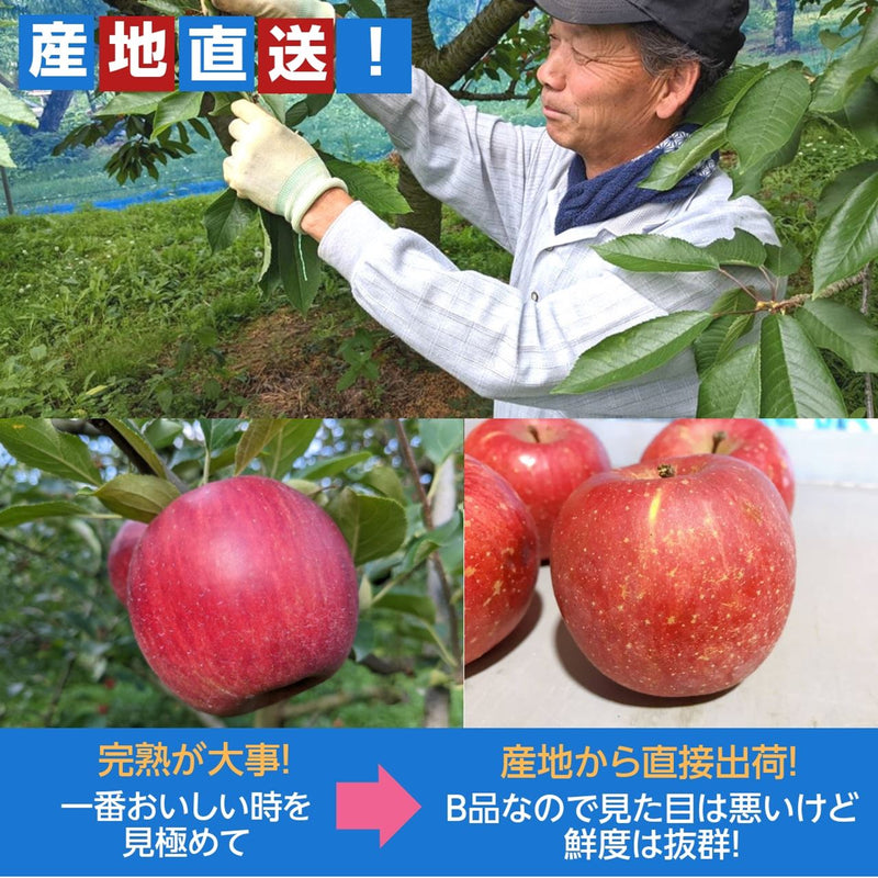 りんご　5ｋｇ フジ　Ｌサイズ12～16玉　家庭用・訳あり　福島県