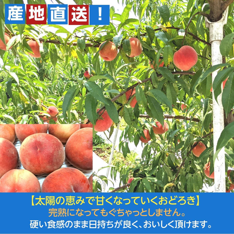 種まきうさぎ】硬い 桃 おどろき 5kg（13～18個） 福島県伊達市《2023年7月下旬～8上旬出荷》 – にこやか産直アーケード
