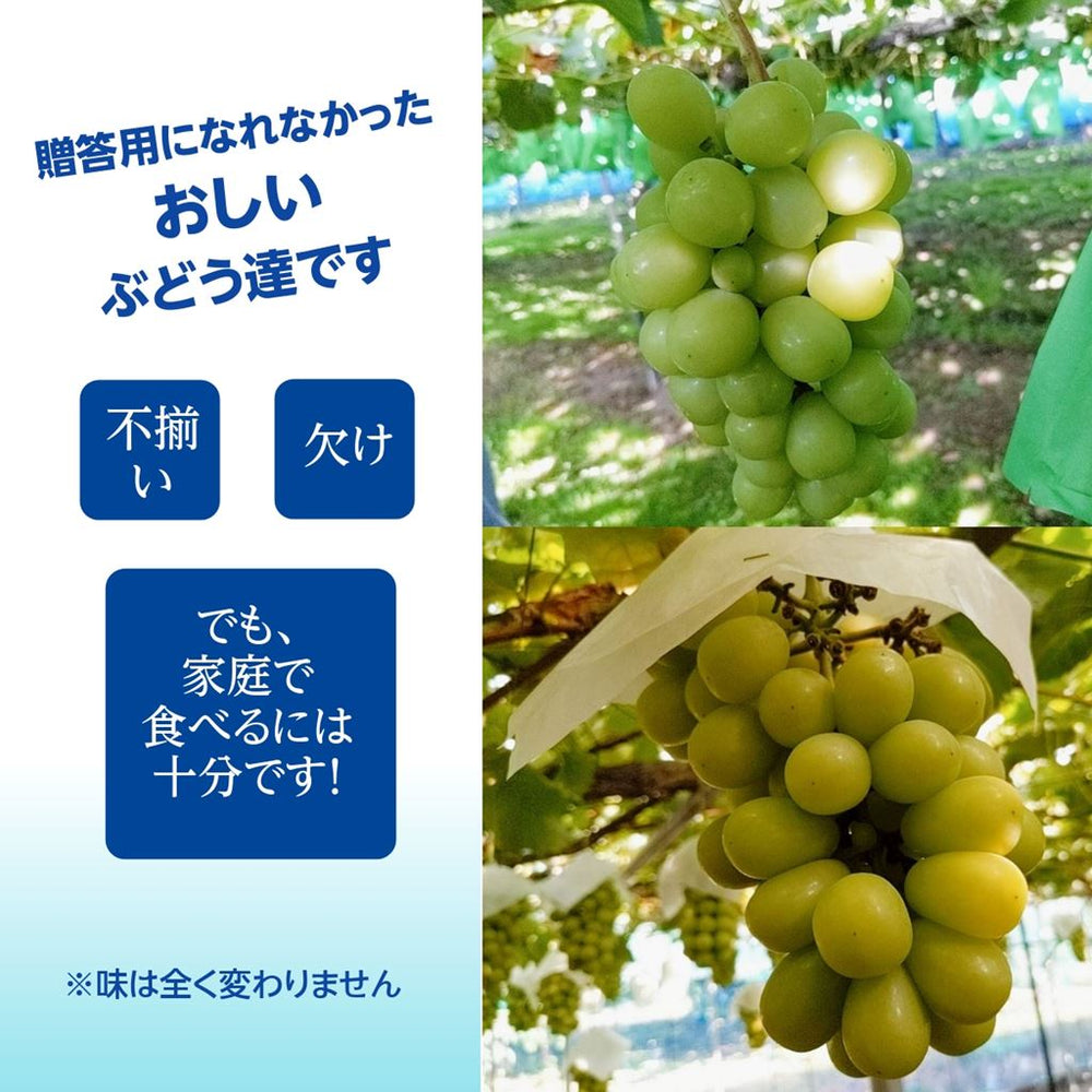 ぶどう 【伊藤農園】 葡萄 シャインマスカット ピオーネ 約1.5kg 2
