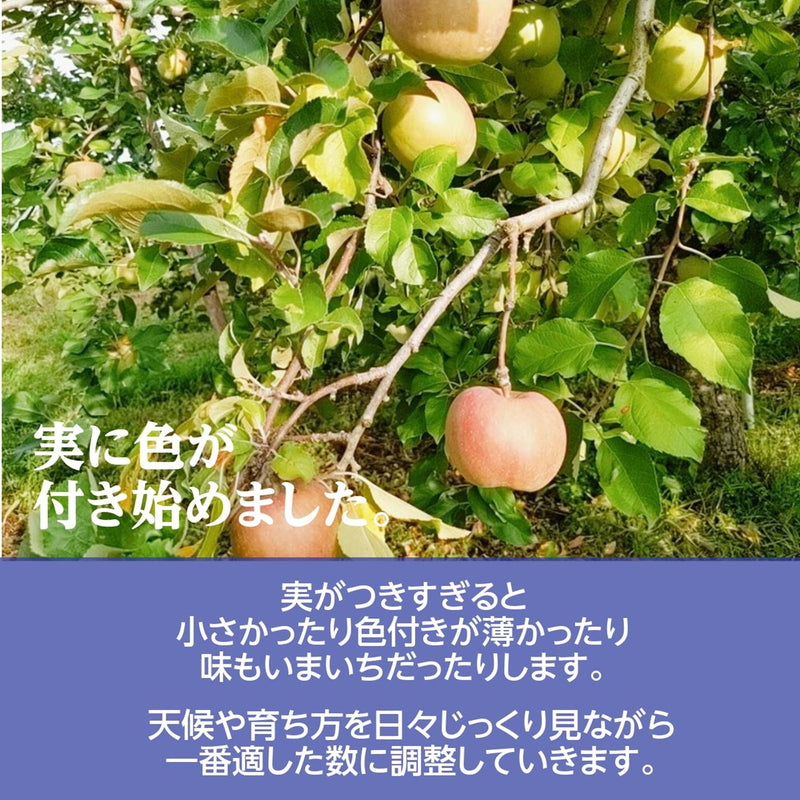 りんご 【有我果樹園】 リンゴ 中玉 M/L 16～20個 5kg ぐんま名月 フジ等 贈答用 福島県 須賀川市《11/中旬～11/下旬より出荷》