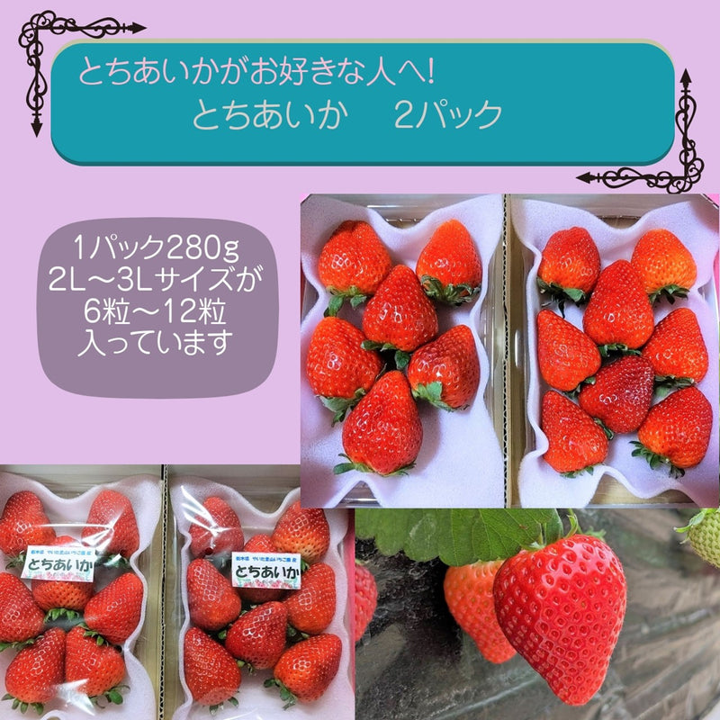 【やいた里山いちご園】苺 とちあいか 大玉 280g×2パック 栃木県矢板市