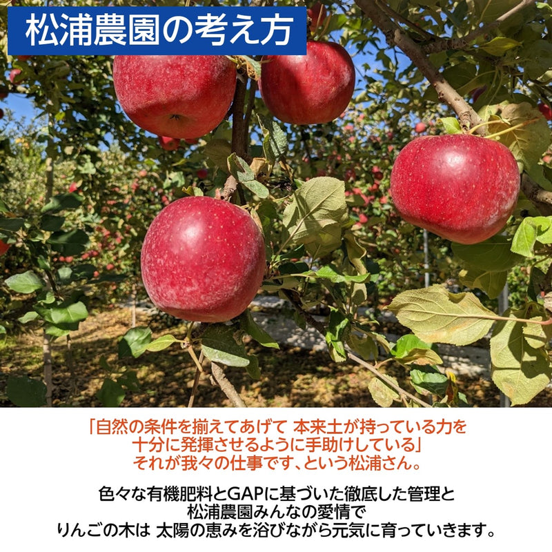 りんご 【松浦農園】 リンゴ ふじ べにこはく 5kg 15～18個 贈答用 福島県 国見町 《12/上旬より出荷》