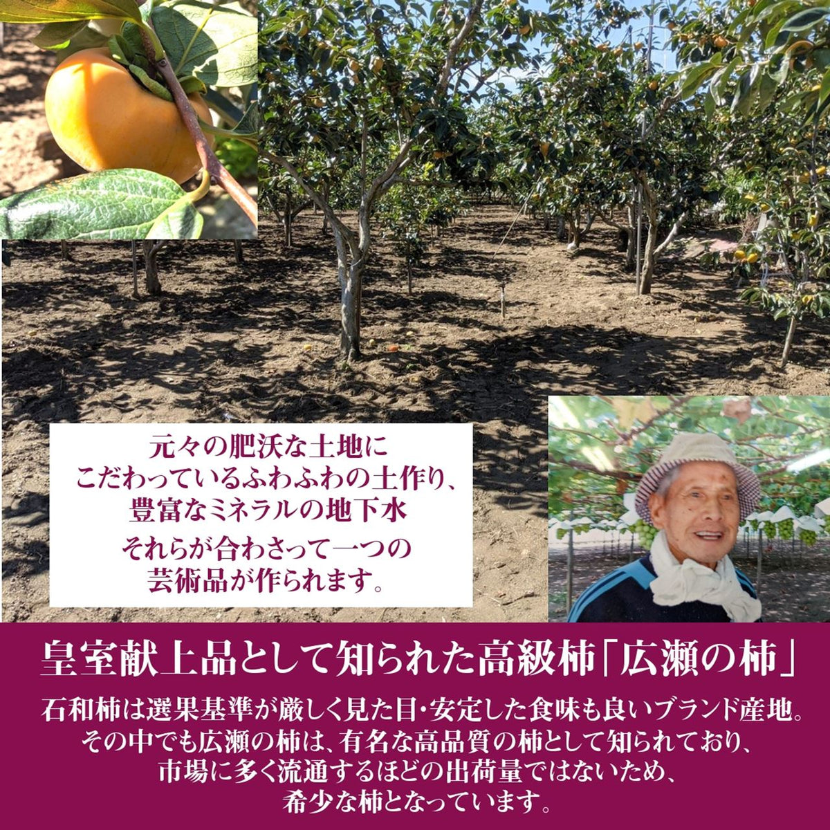柿 甘柿 【フルーツファームいしくら】 富有柿 皇室献上の味 柿 甘柿 【フルーツファームいしくら】 富有柿 皇室献上の味