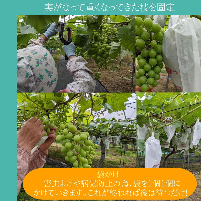 シャインマスカット2kg以上　3～4房　種なしぶどう　贈答用　福島県