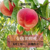 桃 【有我果樹園】 もも 品種色々 2kg 6～8玉 贈答用  福島県 須賀川市  プレゼント 《7月下旬～8月上旬から出荷》
