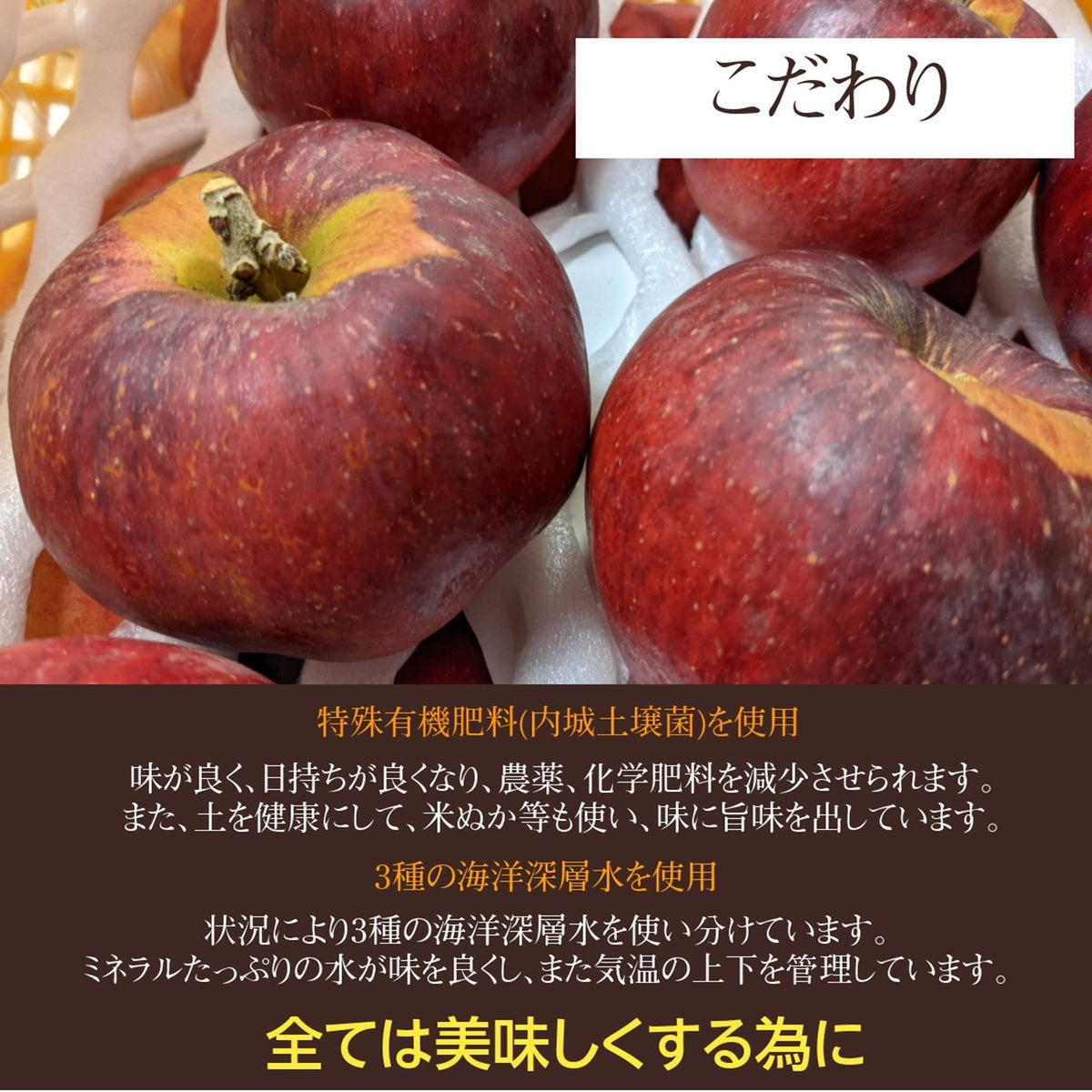 新品種赤果肉蜜入りりんご 2玉他見繕いシャイマ1kg クイル1kg
